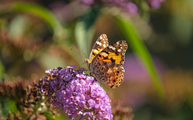 Bee pollinating a purple flower in a garden