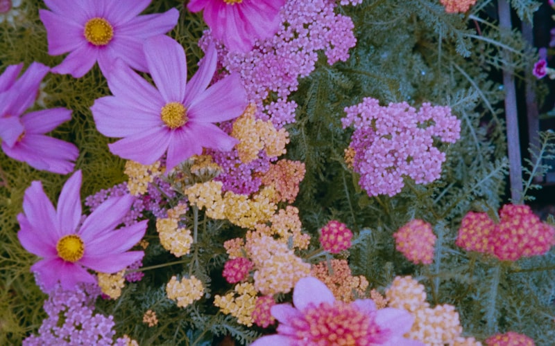 Colorful pollinator garden with variety of blooming flowers