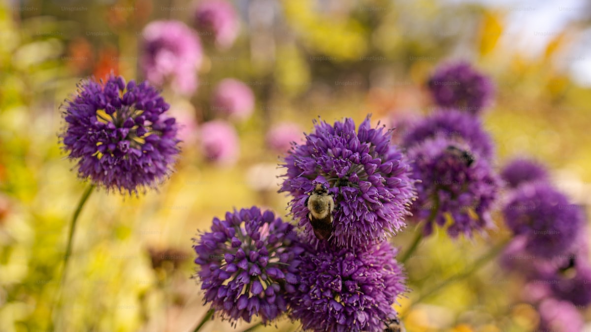 How to Attract Pollinators to Your Garden Naturally