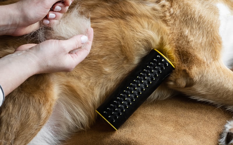 Close-up of dog being groomed with professional clippers