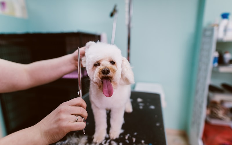 Dog grooming supplies organized on a bathroom counter
