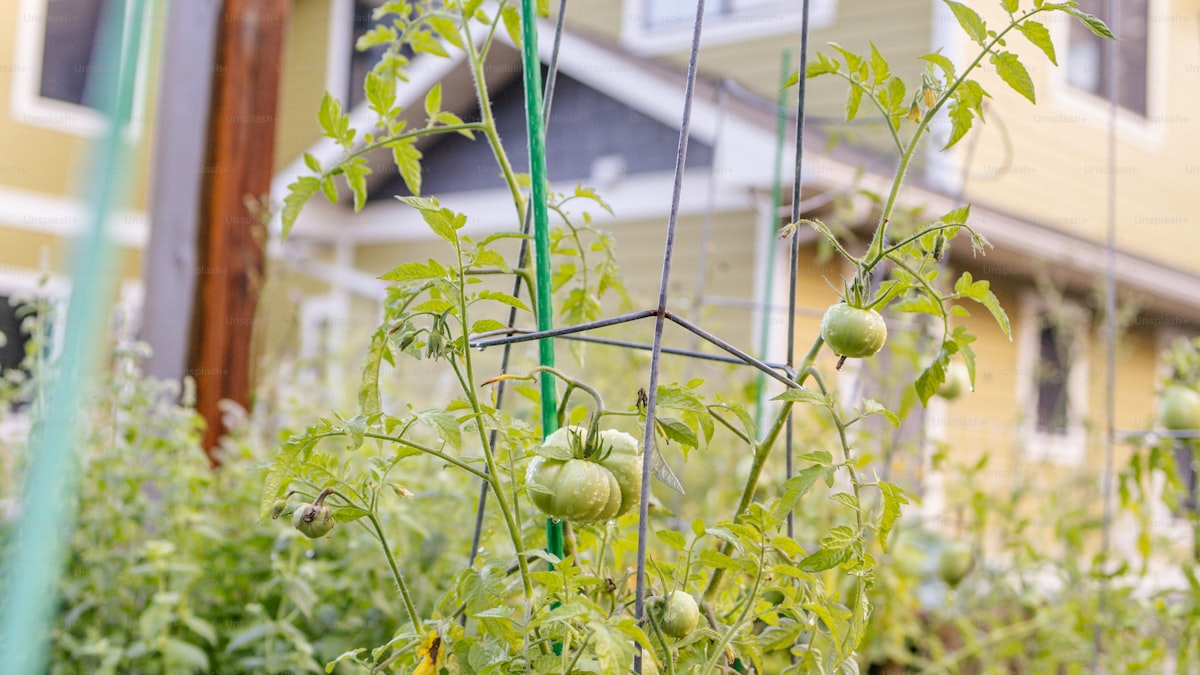 Best Raised Garden Bed Kits You Can Order Online (2026)