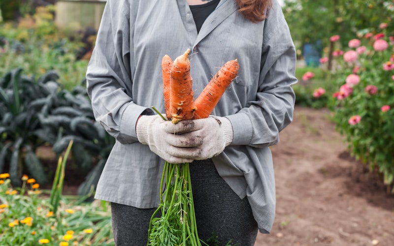 A raised garden bed filled with rich dark soil and young vegetable seedlings, with a trowel and watering can nearby