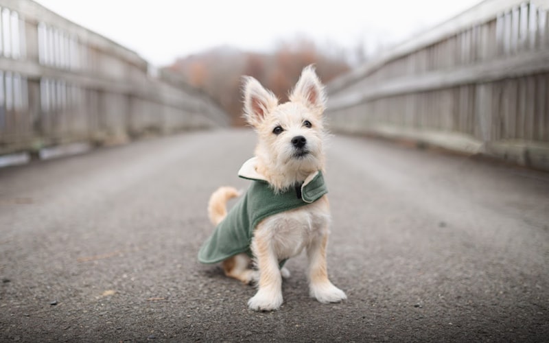 Dog hiding under a blanket during a thunderstorm looking anxious