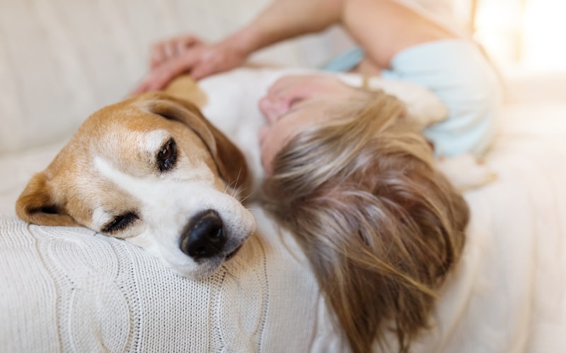 Person sitting on the floor comforting a dog with gentle petting