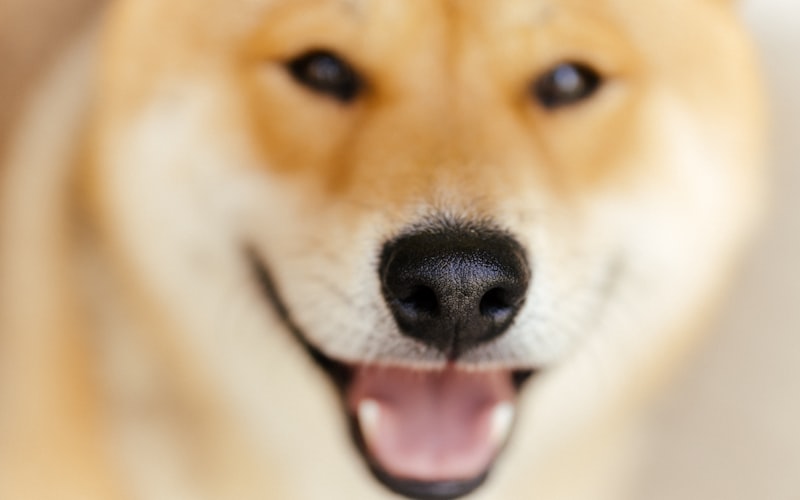 dog happily chewing on a dental chew stick while lying on a living room floor
