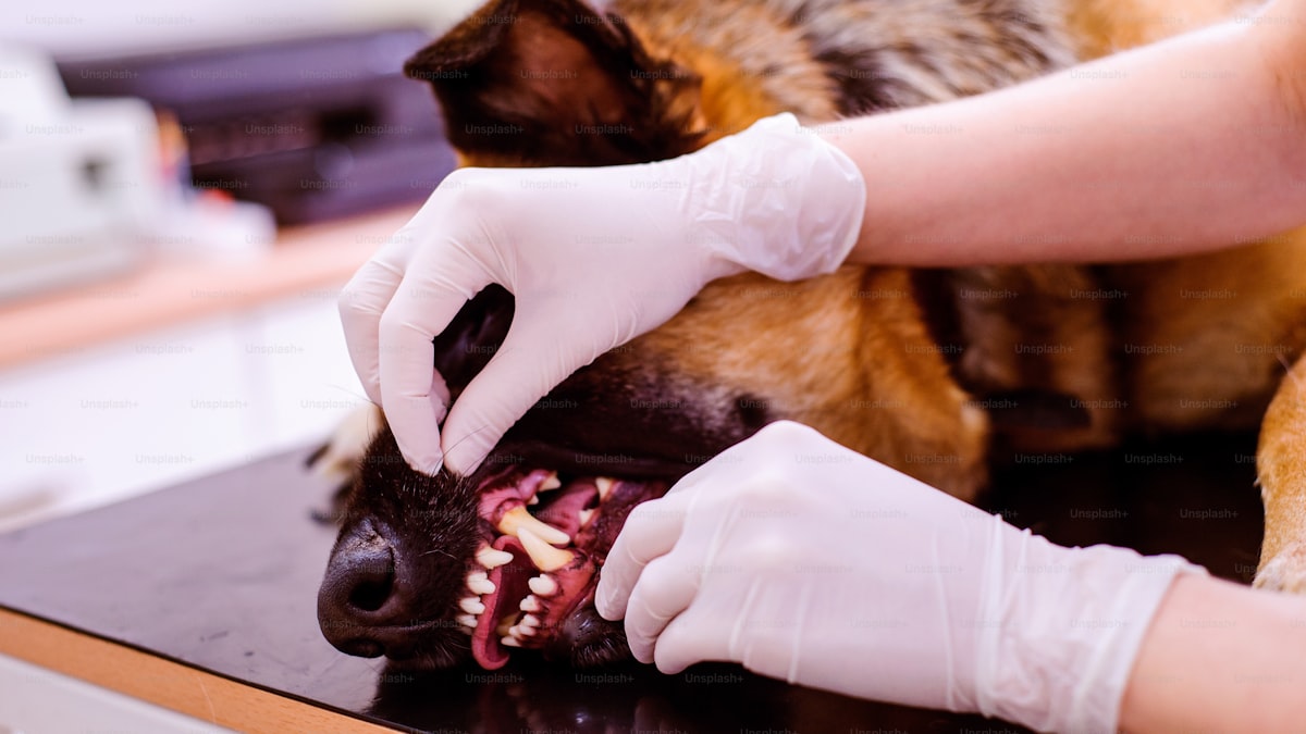 How to Clean Your Dog's Teeth at Home (Vet-Approved Methods)
