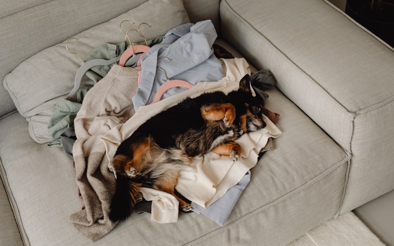 pet bed being loaded into washing machine