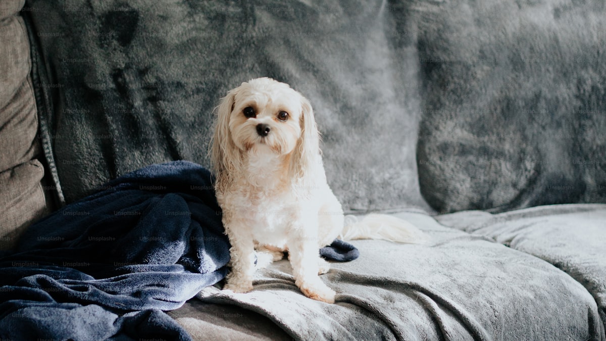 How to Get Rid of Pet Odor in Your Home (For Good)