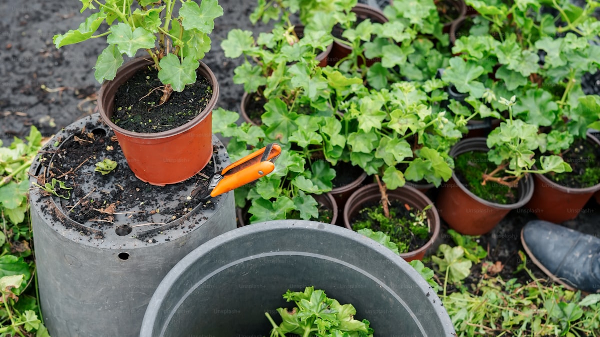 How to Grow Lettuce at Home (Indoors or Outdoors)
