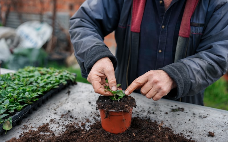 Close-up of a hand watering a potted pepper plant at the soil level, with healthy green leaves and small white flowers visible