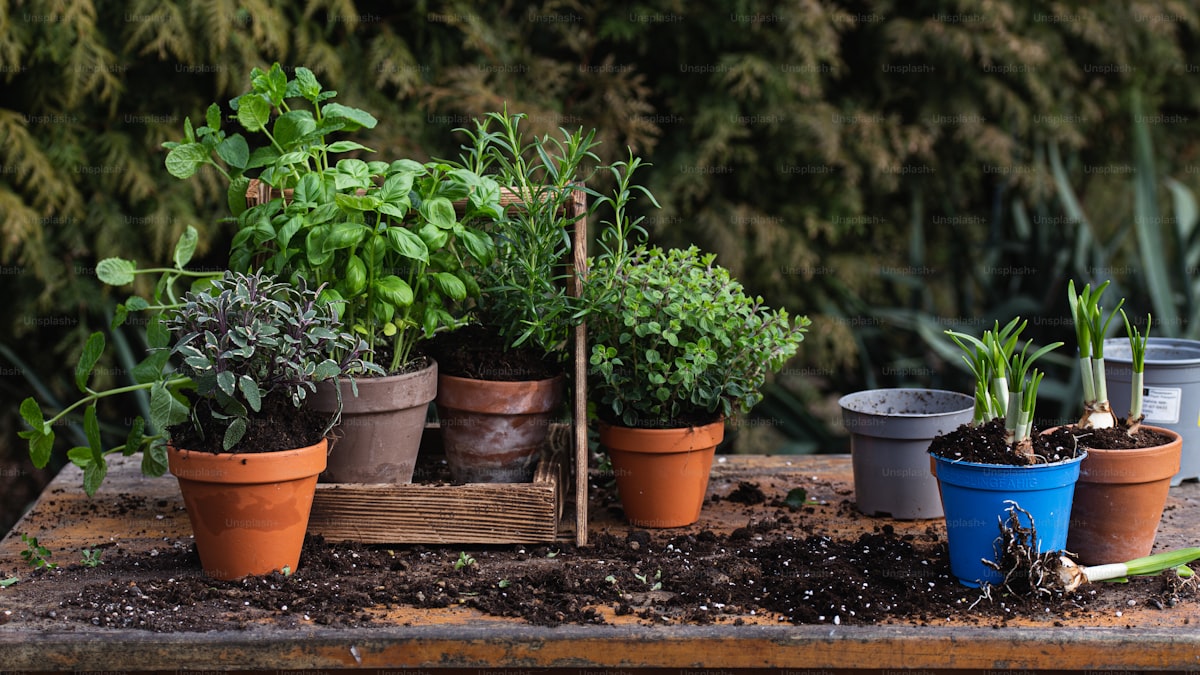 How to Grow Peppers in Pots (Bell, Jalapeno, and More)