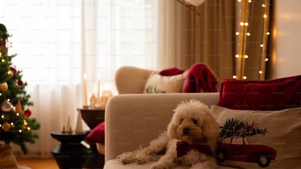 How to Introduce a New Pet to Your Home (Dog, Cat, or Puppy)