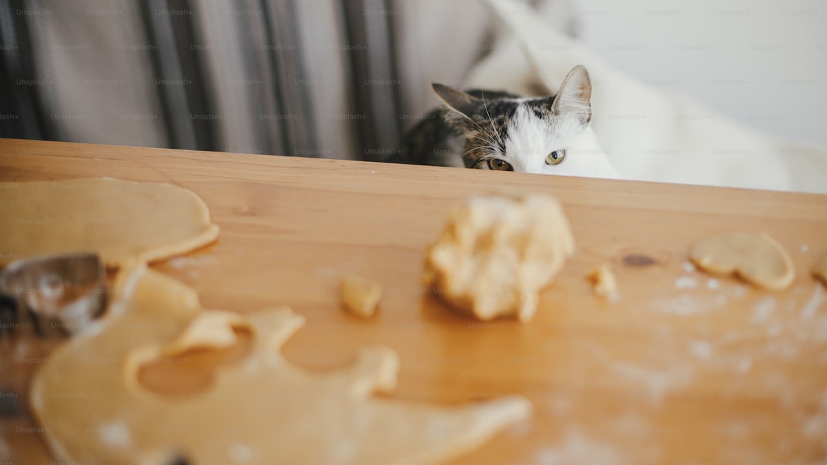 How to Keep Your Cat Off the Kitchen Counter (Humanely)