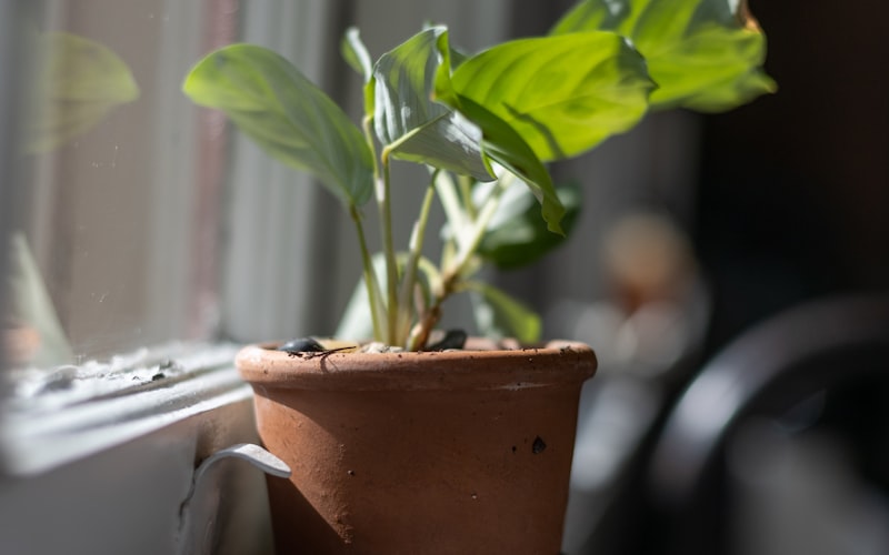 A bright room with various plants set up with self-watering devices