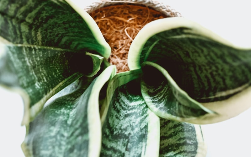 A bright living room filled with various low-maintenance indoor plants on shelves and stands