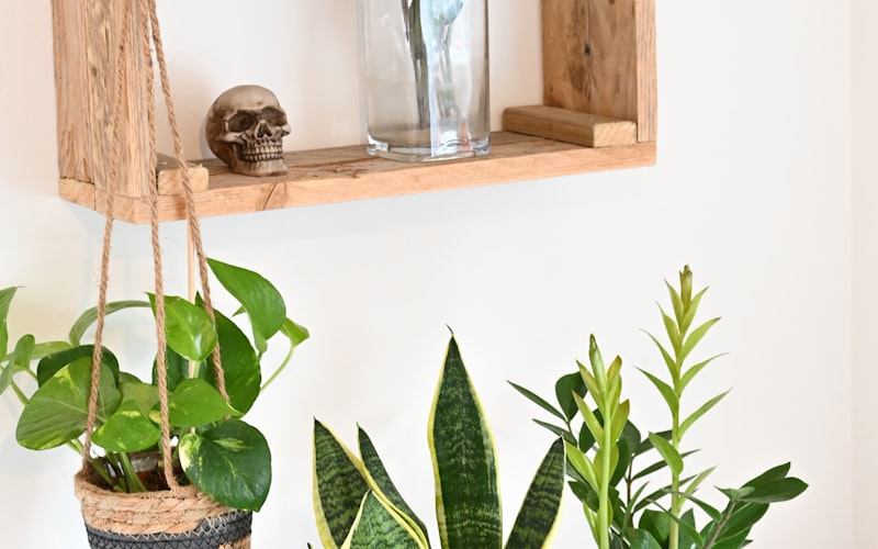 Healthy aloe vera plant in a clay pot showing thick, spiky green leaves