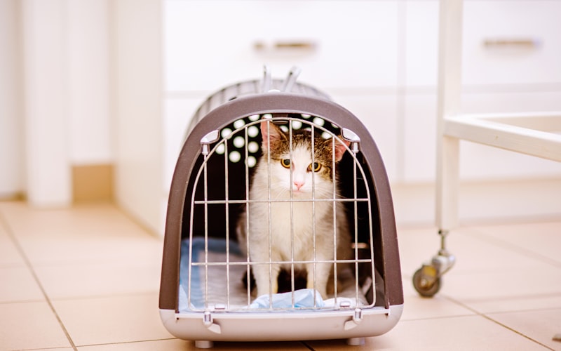 Happy dog and cat exploring a safe, organized living room
