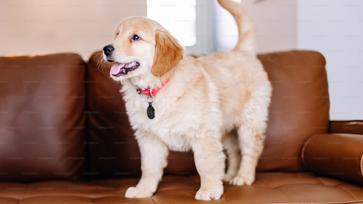 How to Pet-Proof Your Home: A Room-by-Room Guide