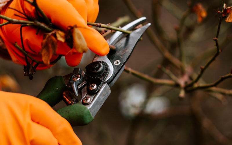 A gardener using pruning shears to trim a plant stem at an angle above a leaf node