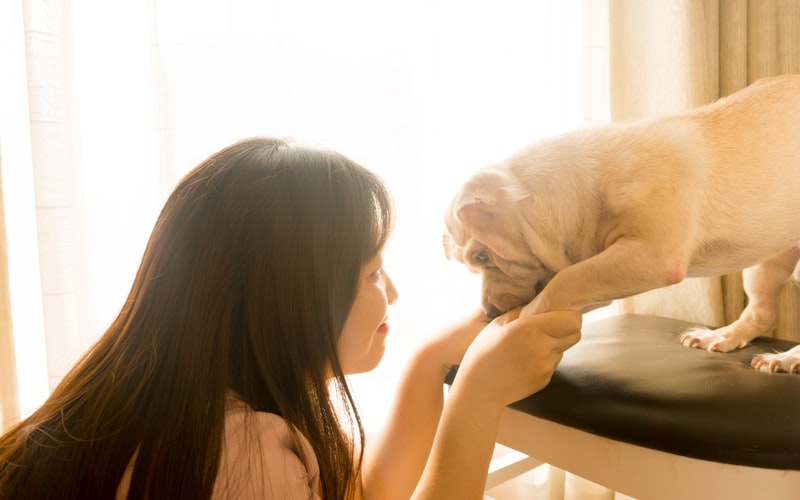 A happy dog playing with its owner at home