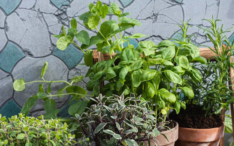 A sunny kitchen windowsill with various potted herbs in terracotta and ceramic containers