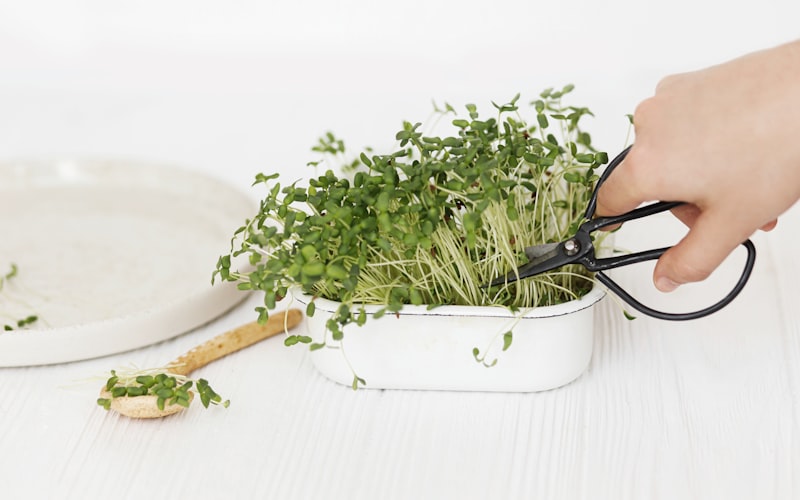 A healthy windowsill herb garden showing multiple thriving herbs in various containers with watering can nearby