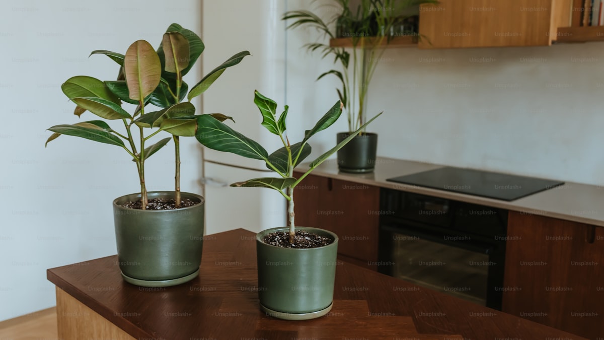 How to Start a Herb Garden on Your Kitchen Windowsill