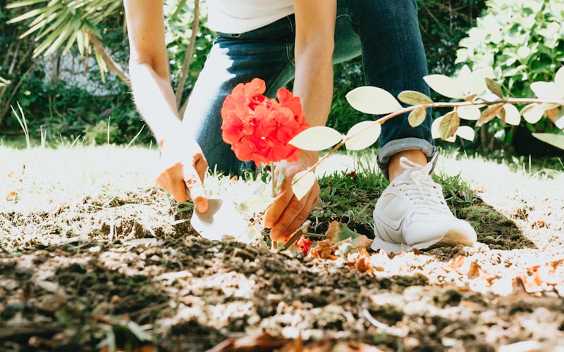 overview of a thriving backyard vegetable garden with raised beds and various vegetables growing