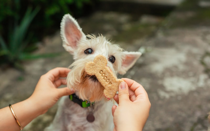 Puppy sitting and looking up at owner during a training session