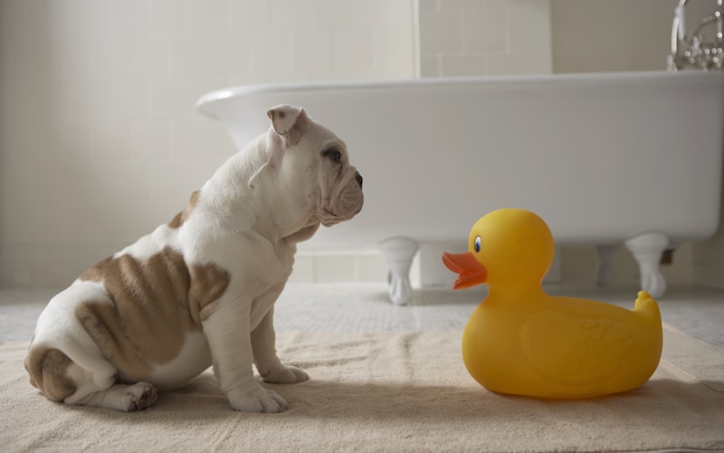 Puppy in a down-stay position on a living room floor with owner standing nearby