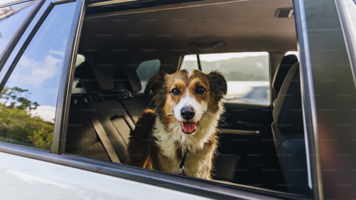 How to Travel With Your Dog: Car Trips, Hotels, and Flying