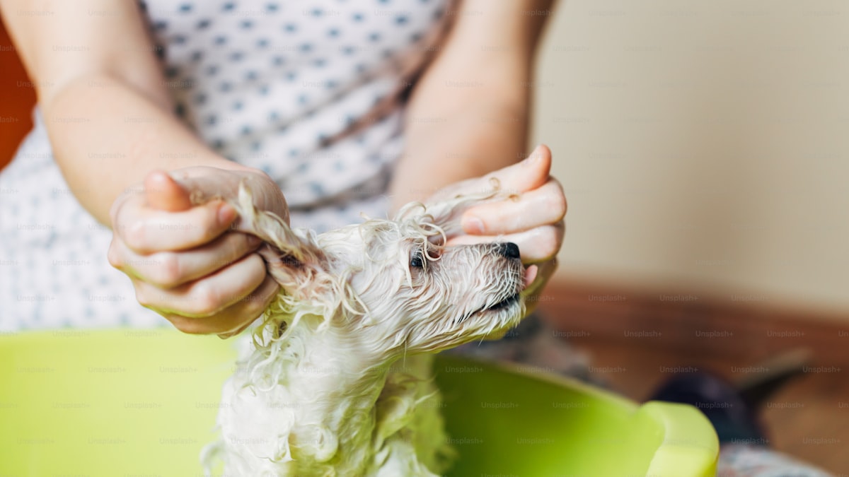 How to Wash Your Dog at Home (Stress-Free Bath Guide)